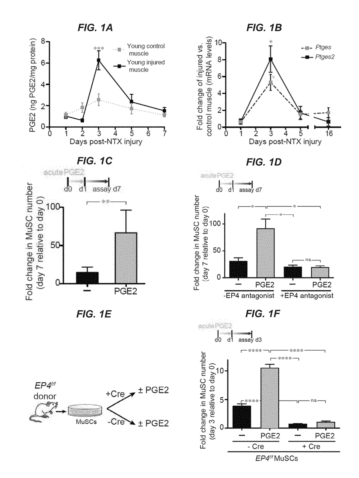 Compositions and methods for muscle regeneration using prostaglandin E2