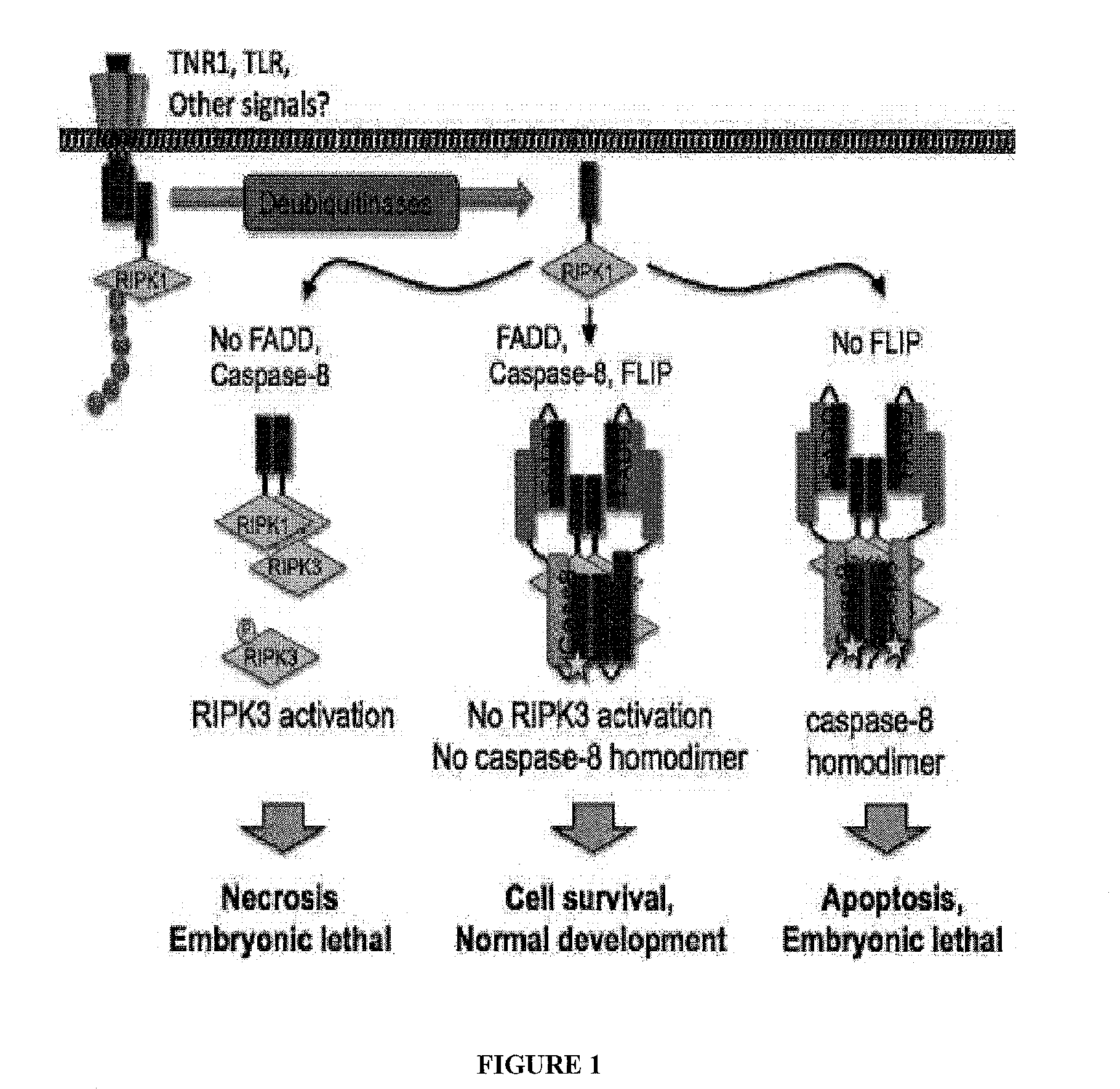 Truncated Constructs of RIPK3 and Related Uses