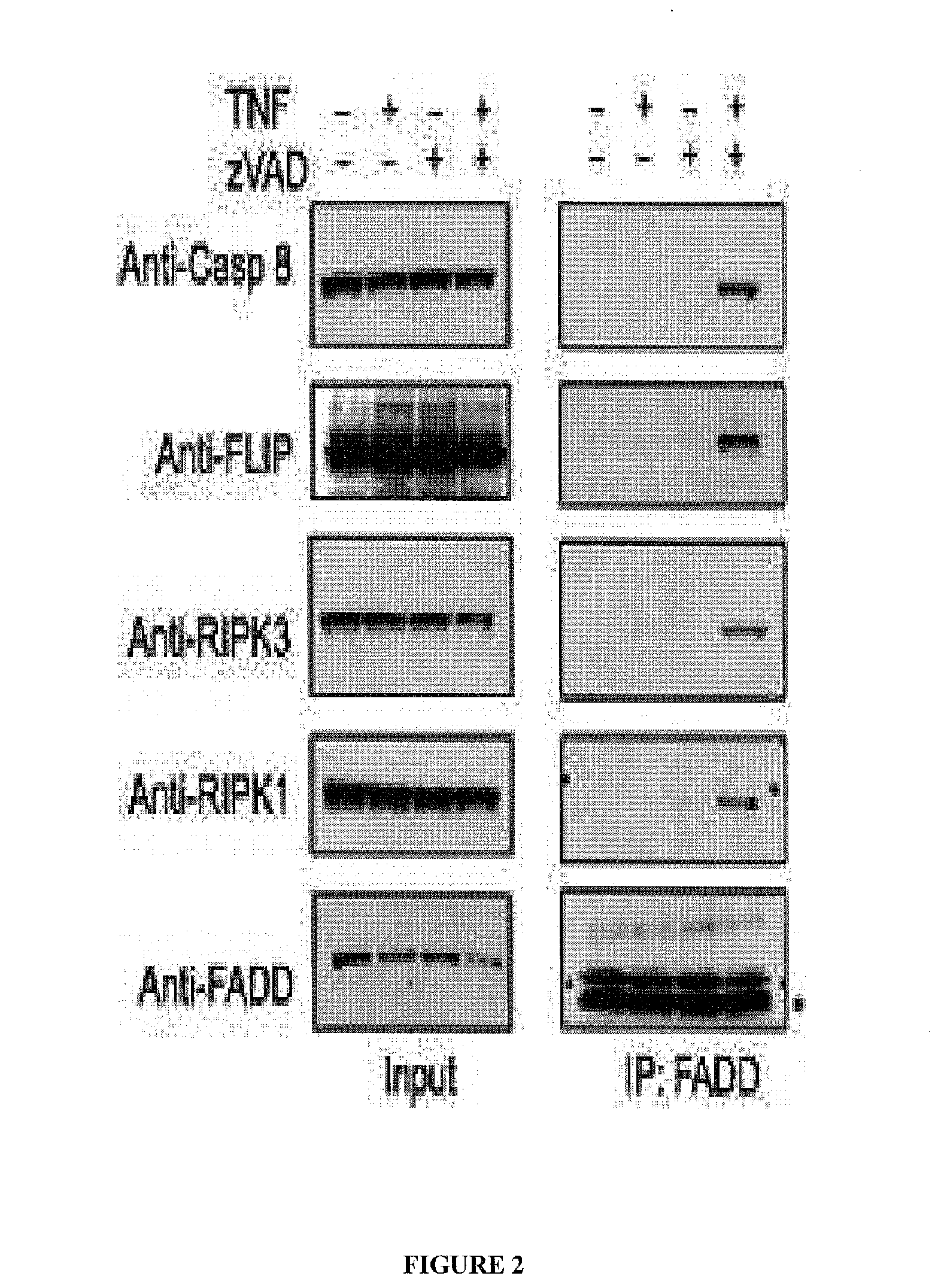 Truncated Constructs of RIPK3 and Related Uses