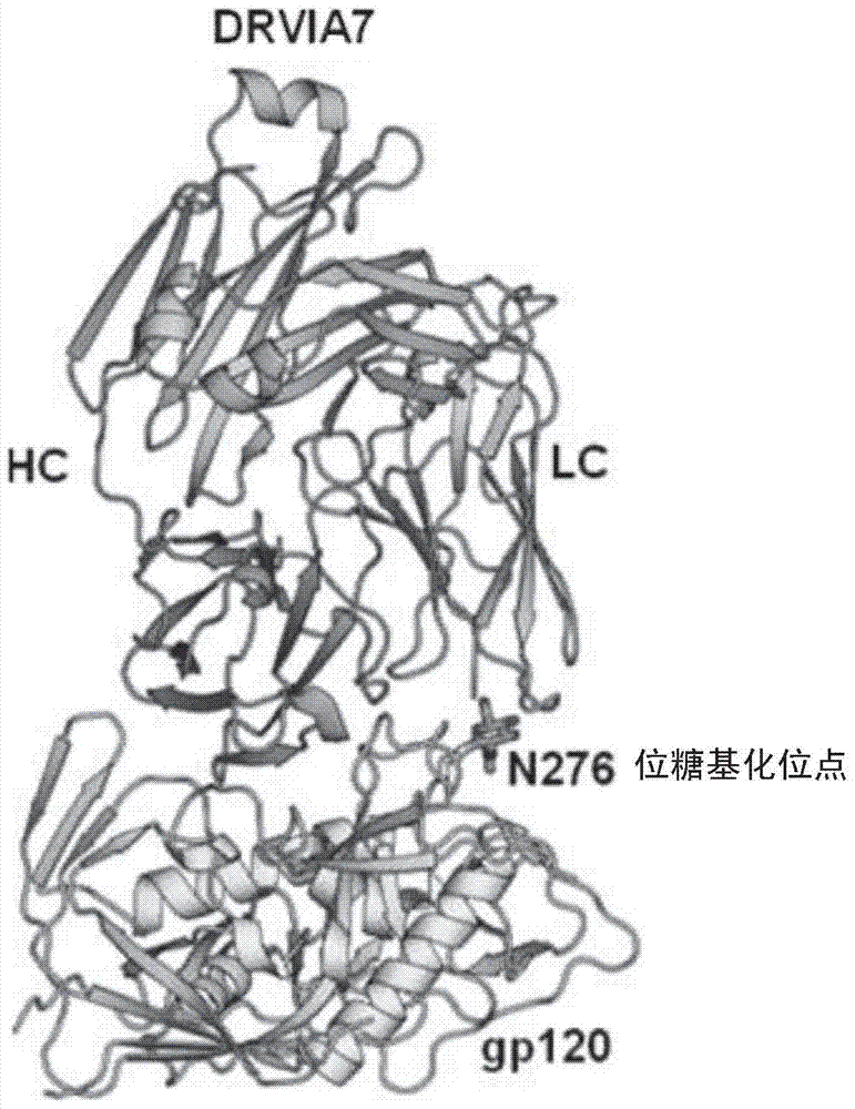 HIV-1 broadly neutralizing antibody and use thereof