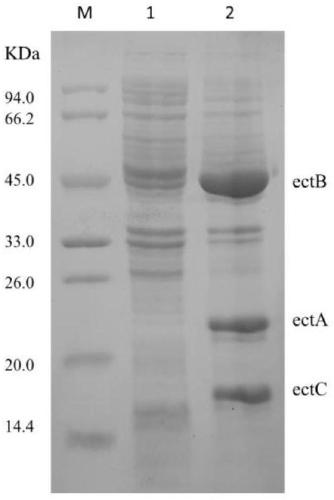 Recombinant escherichia coli and application to synthesis of tetrahydropyrimidine