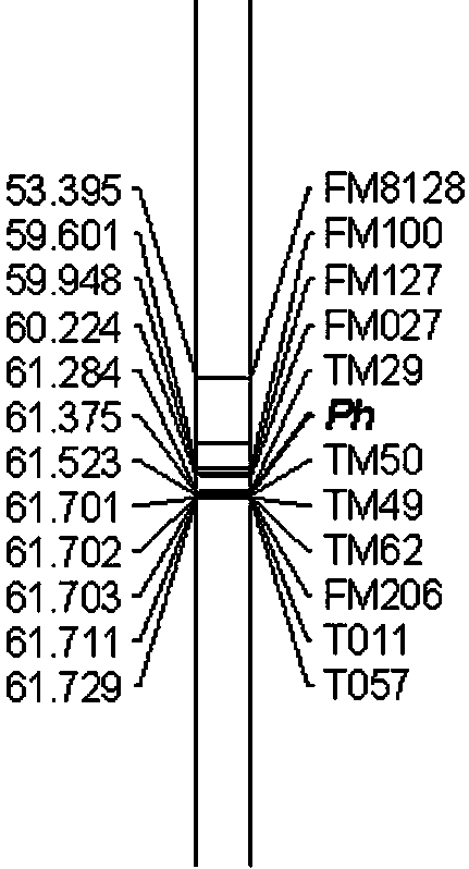 Molecular markers for assistant selection of resistance gene Ph of tobacco black shank and application thereof