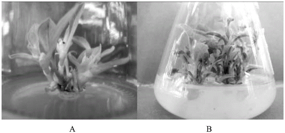 Tissue rapid propagation seedling cultivation method for manglietia fadouensis