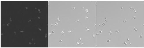 Green fluorescent protein-based nanoparticle, preparation method and application thereof in cell imaging and cell nucleus nucleolar staining