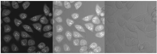 Green fluorescent protein-based nanoparticle, preparation method and application thereof in cell imaging and cell nucleus nucleolar staining