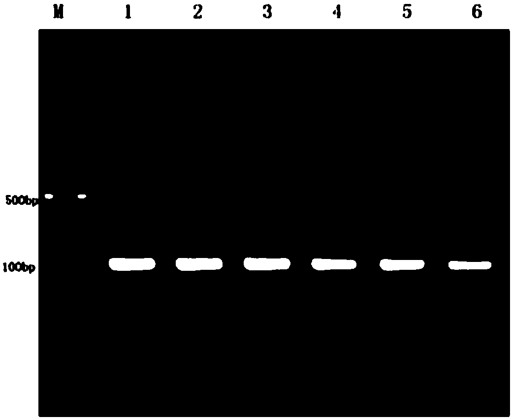 CRISPR-Cas9 system for knocking out gene GRIN2D and its application