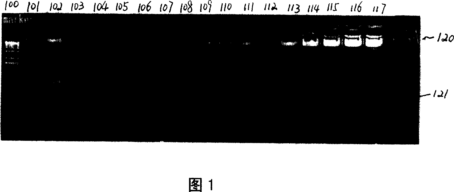 Sex identification method for silkworm larva