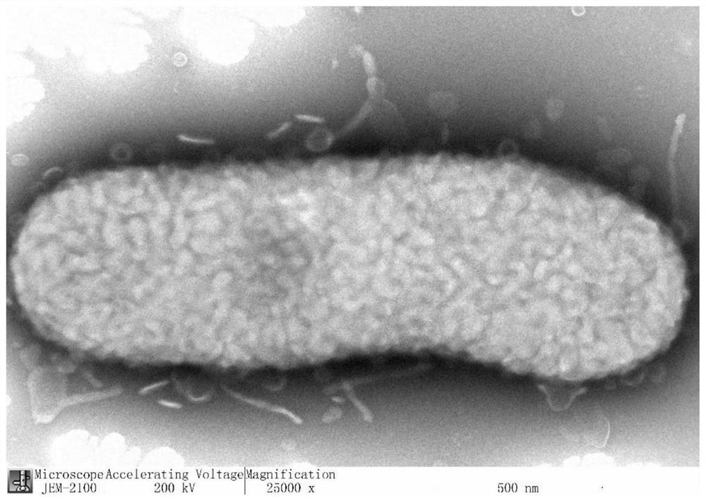 A kind of tobacco yellow soil-derived bacteria