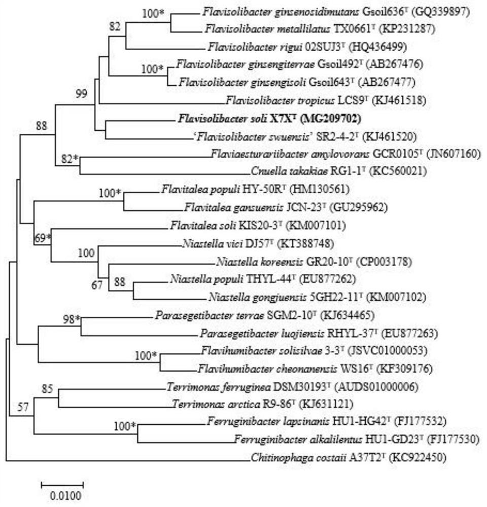 A kind of tobacco yellow soil-derived bacteria