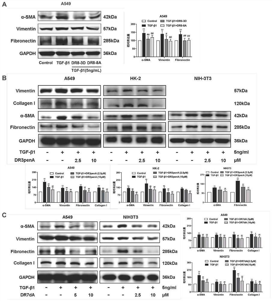 DR8 polypeptide analogue as well as preparation method and application thereof