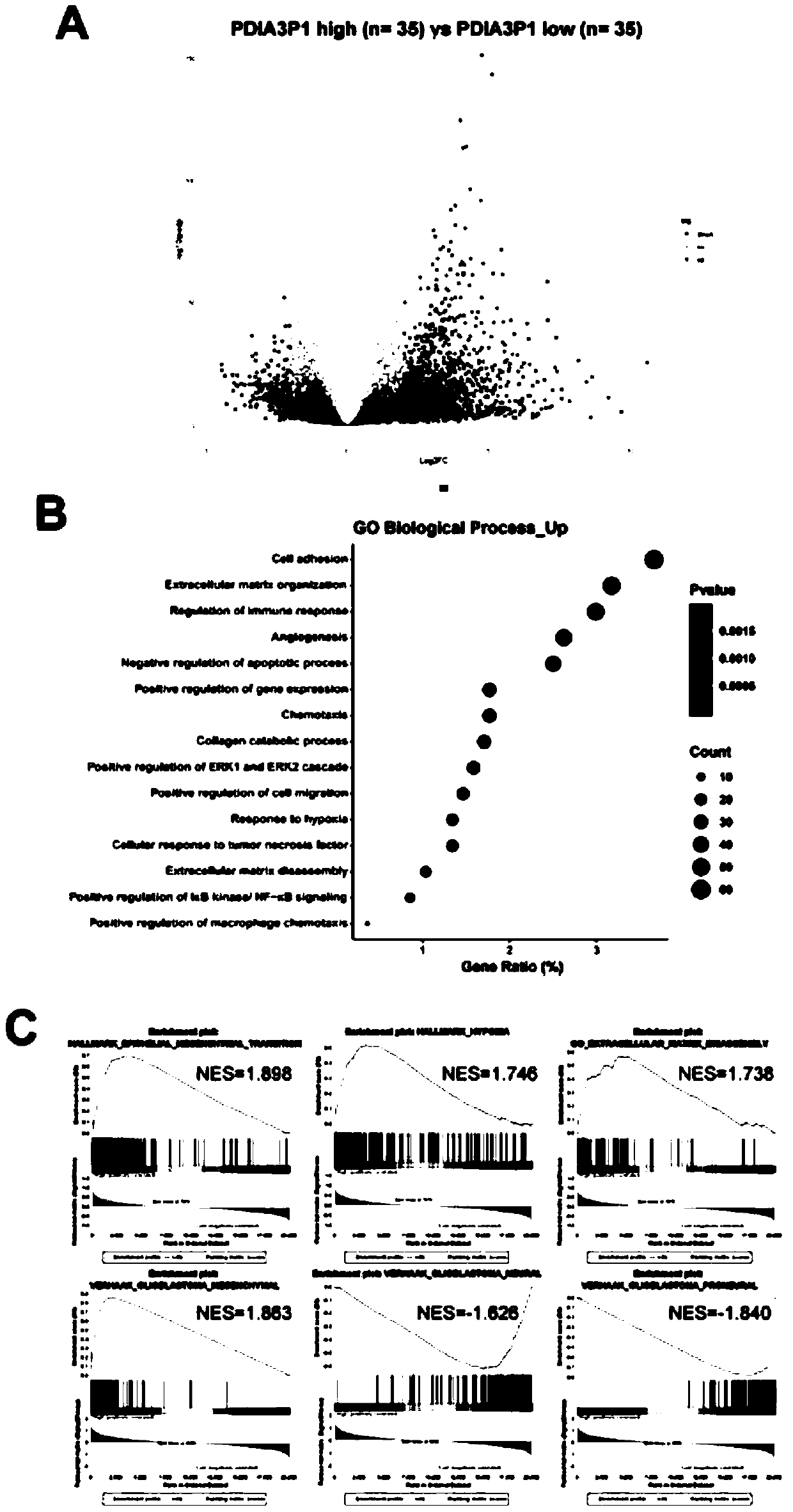 Application of PDIA3P1 as glioma prognostic marker