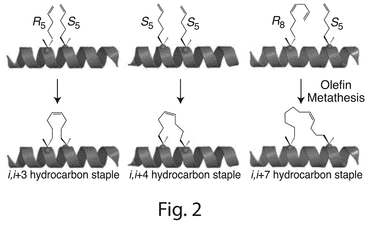 Stabilized polypeptide insulin receptor modulators