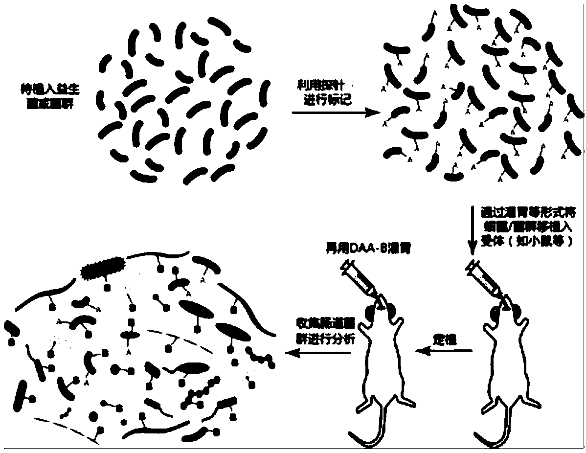 Method for evaluating activity of bacteria after transplanting bacteria into digestive tract