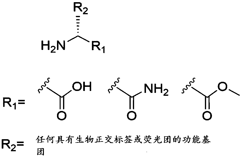 Method for evaluating activity of bacteria after transplanting bacteria into digestive tract