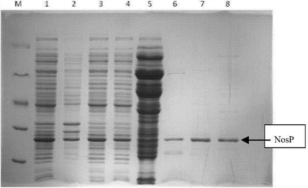 Nosiheptide biosynthetic regulatory protein NosP specific binding sequence and related application thereof