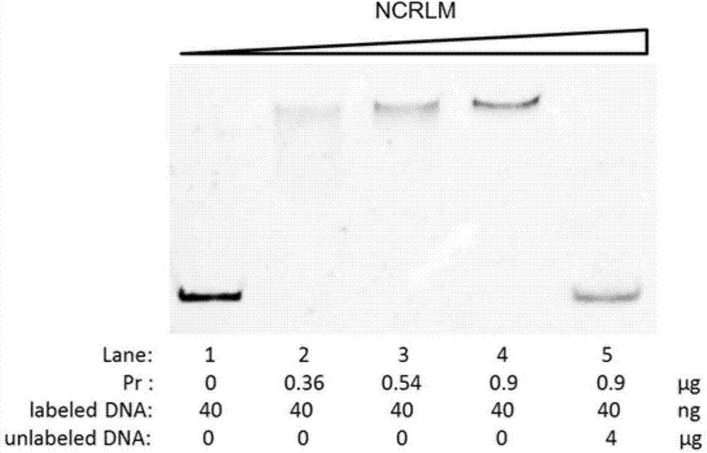 Nosiheptide biosynthetic regulatory protein NosP specific binding sequence and related application thereof