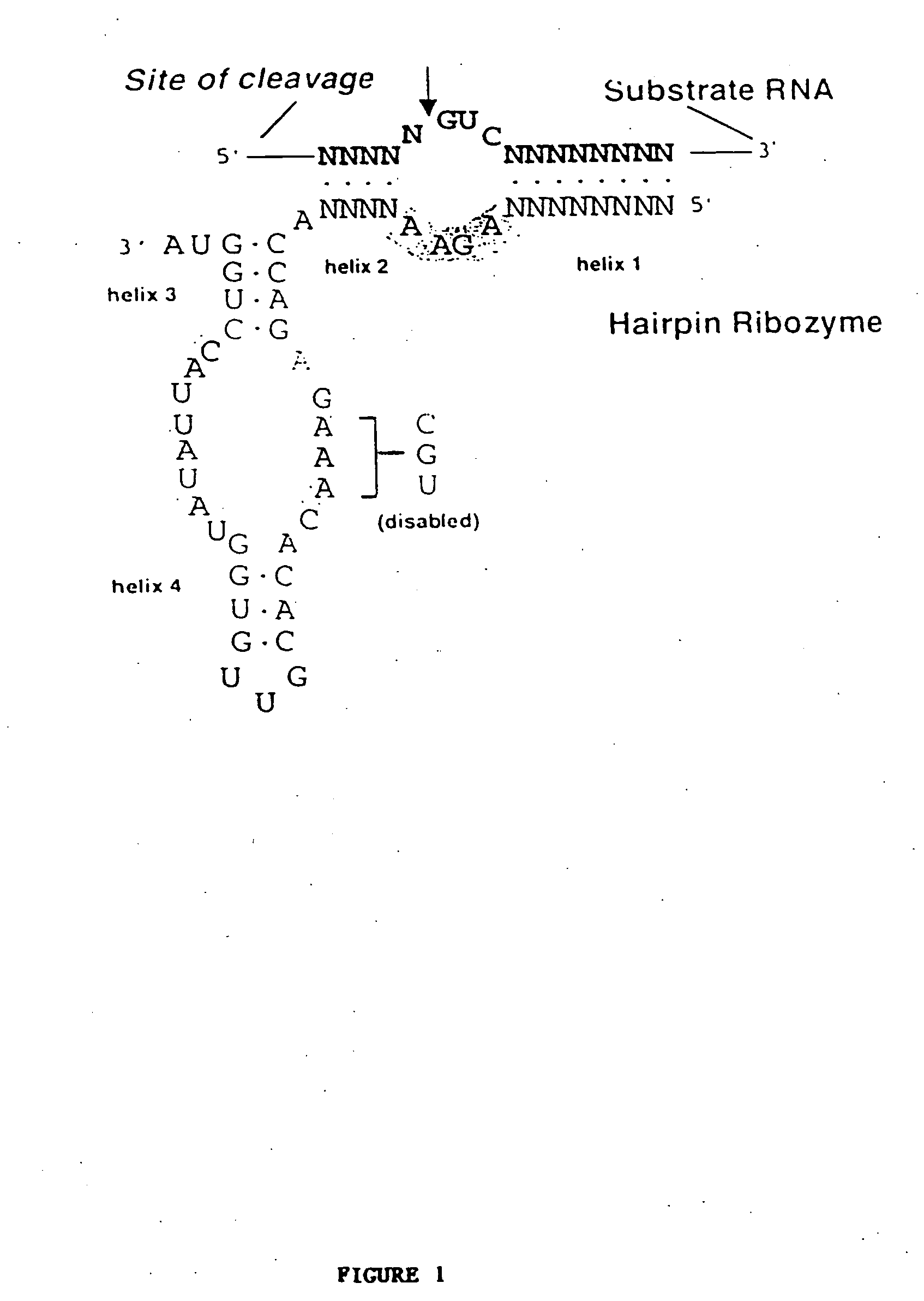 Brca-1 regulators and methods of use