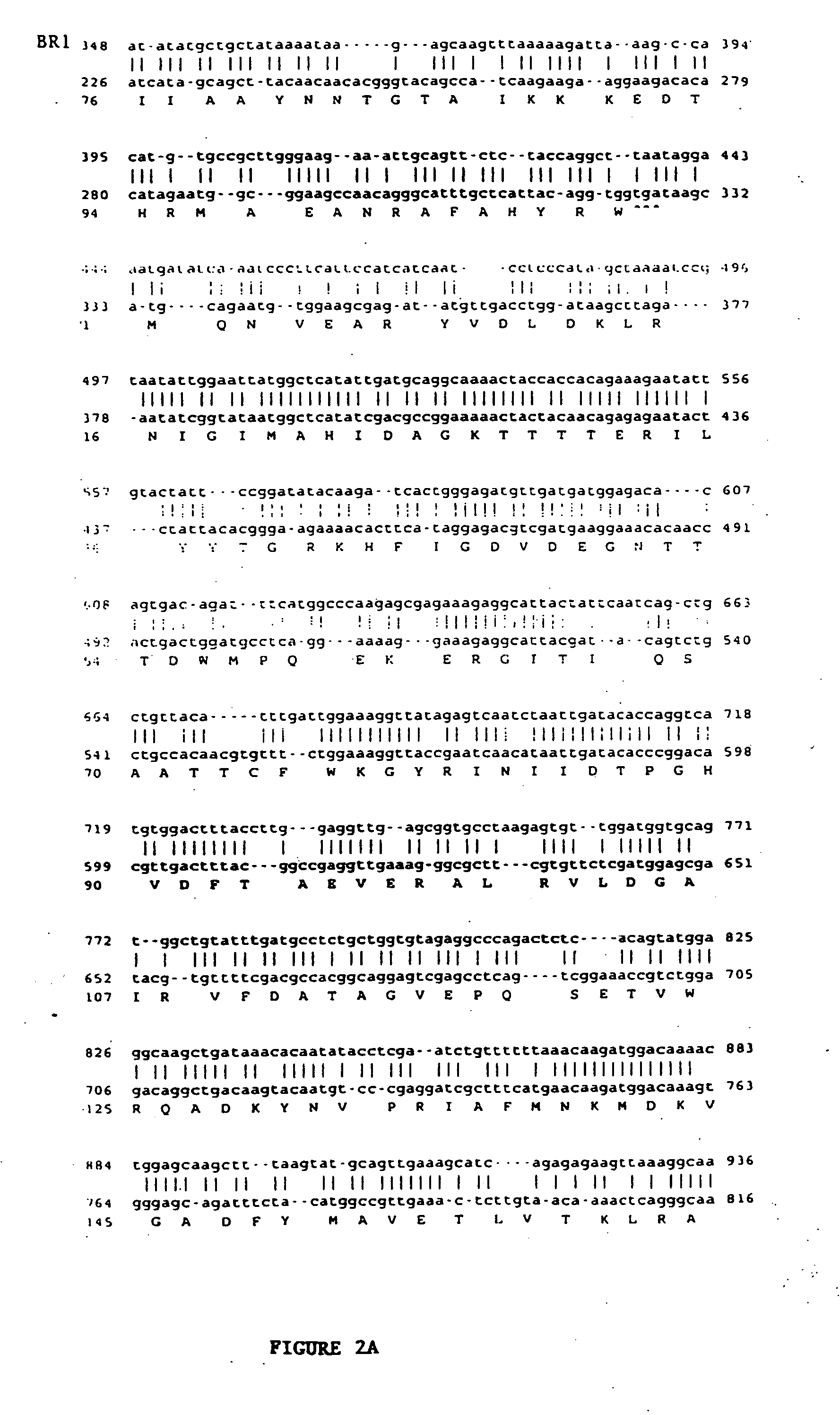 Brca-1 regulators and methods of use