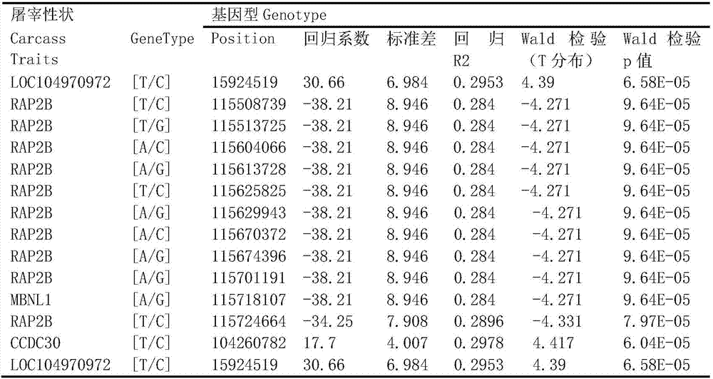 Grassland red cattle fat content relevant molecular marker as well as obtaining method and application thereof