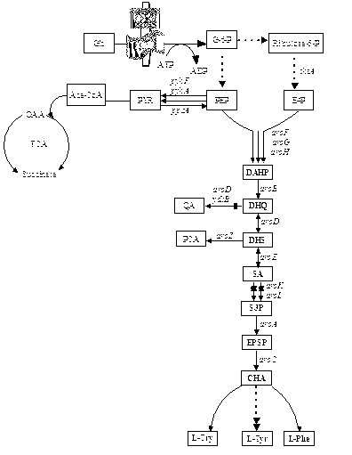 Escherichia coli recombinant strain producing shikimic acid, and construction method and application thereof