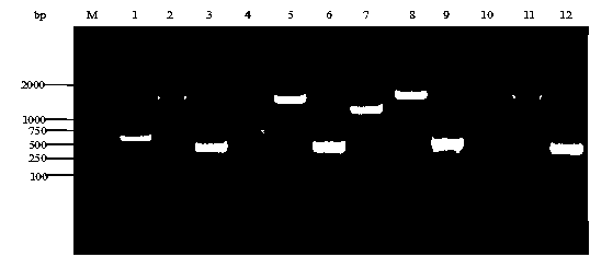 Escherichia coli recombinant strain producing shikimic acid, and construction method and application thereof