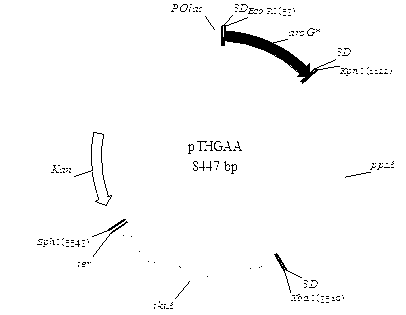 Escherichia coli recombinant strain producing shikimic acid, and construction method and application thereof