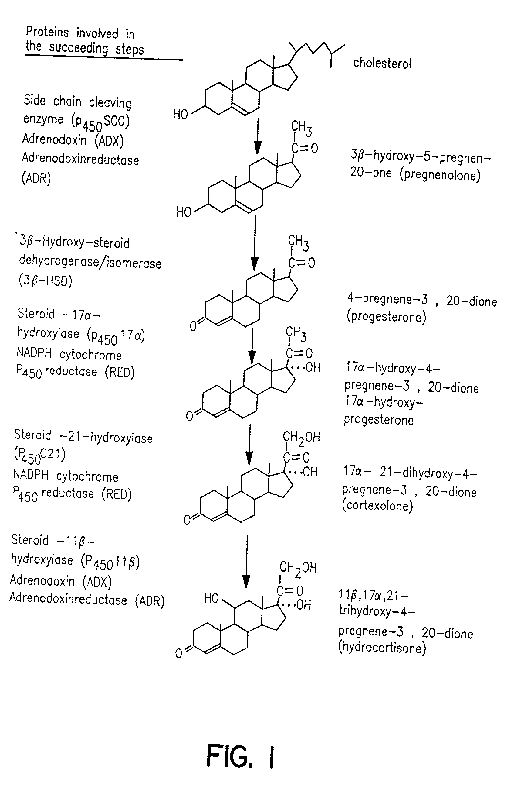 Process for oxidation of steroids and genetically engineered cells used therein