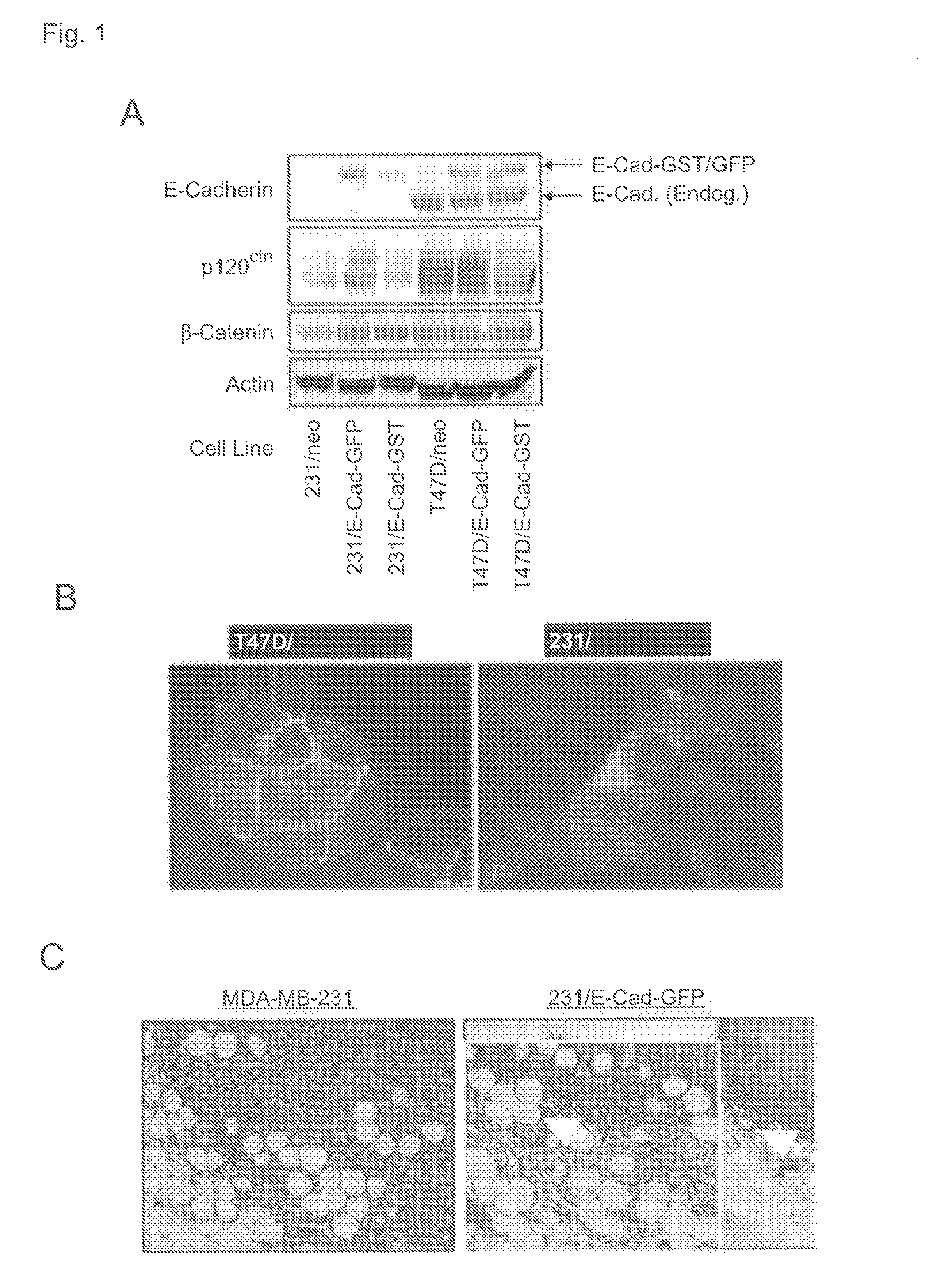 Combination compositions and methods of treatment