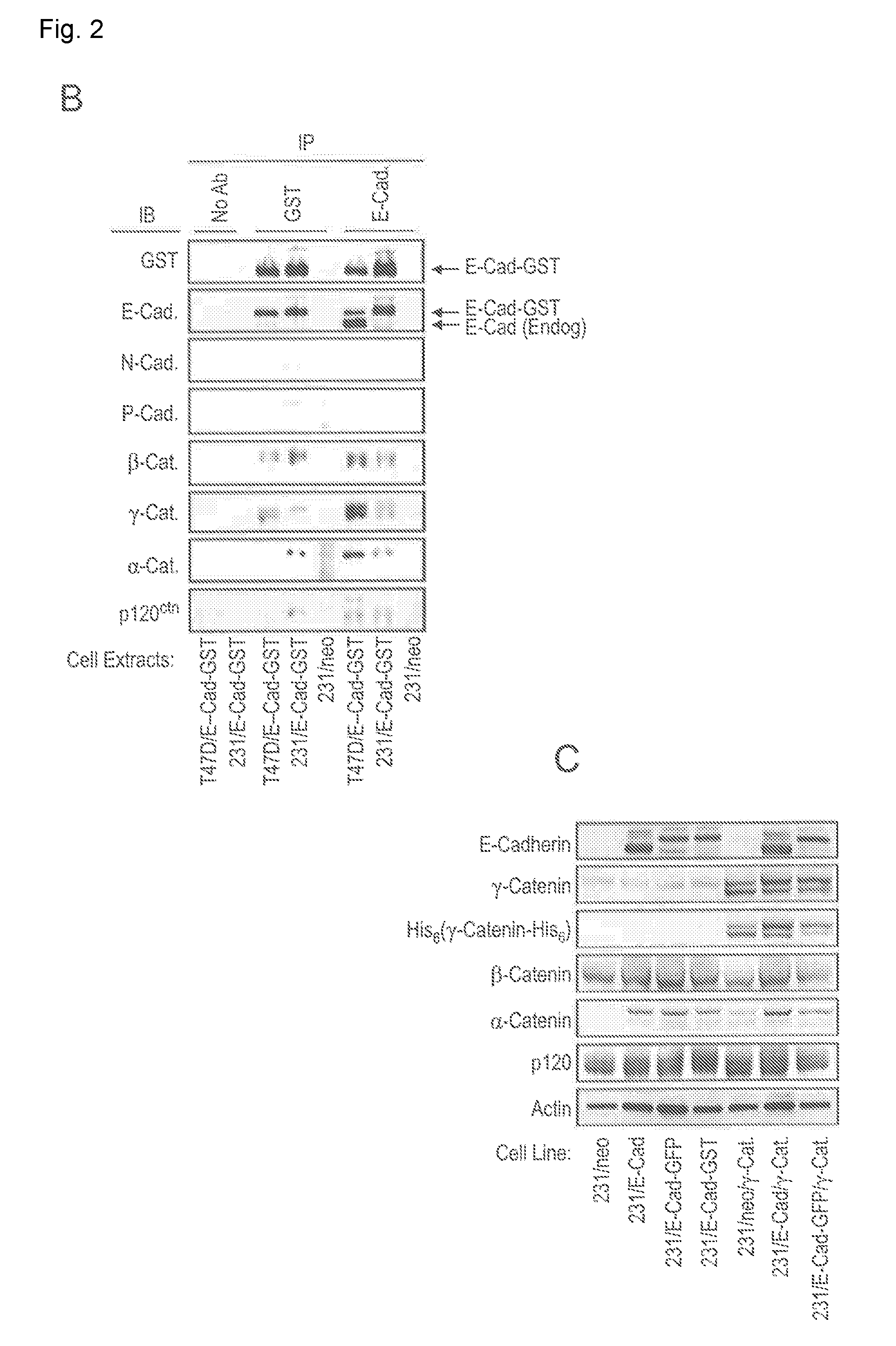 Combination compositions and methods of treatment