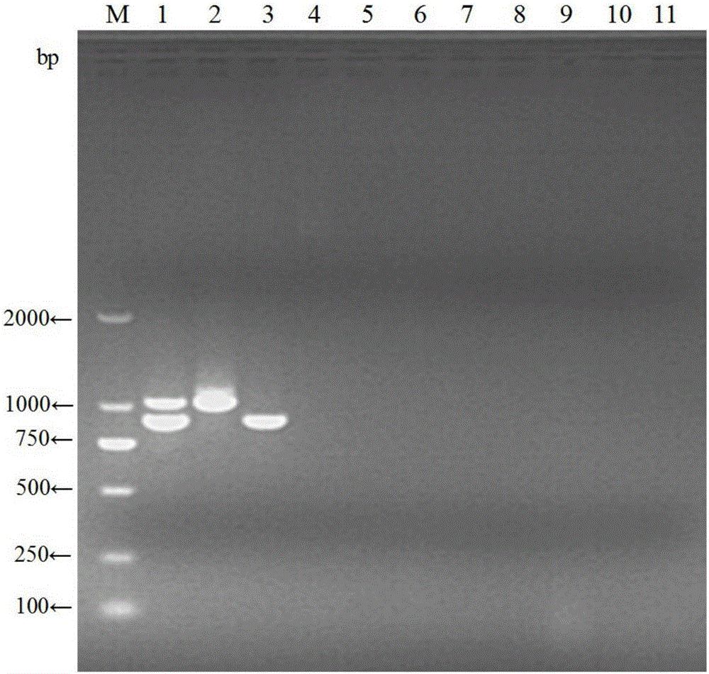 Double RT-PCR (reverse transcription-polymerase chain reaction) primer, kit and method for amplifying North America and European porcine blue ear disease viruses