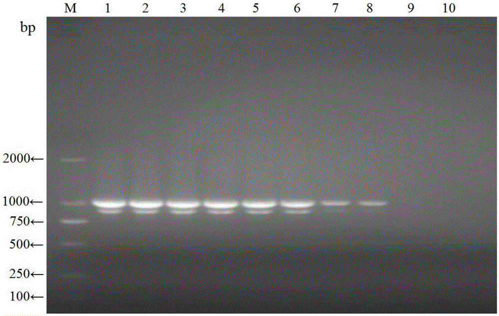 Double RT-PCR (reverse transcription-polymerase chain reaction) primer, kit and method for amplifying North America and European porcine blue ear disease viruses