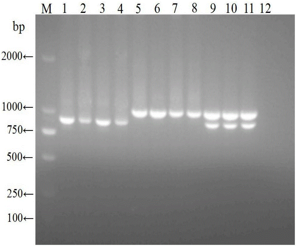 Double RT-PCR (reverse transcription-polymerase chain reaction) primer, kit and method for amplifying North America and European porcine blue ear disease viruses