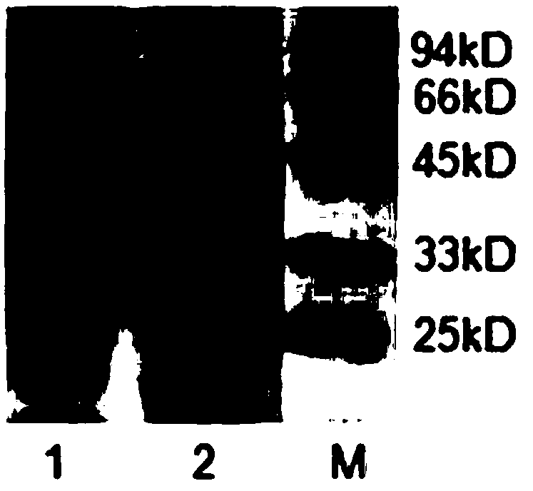 A colloidal gold rapid detection test strip for tmv-cmv double virus