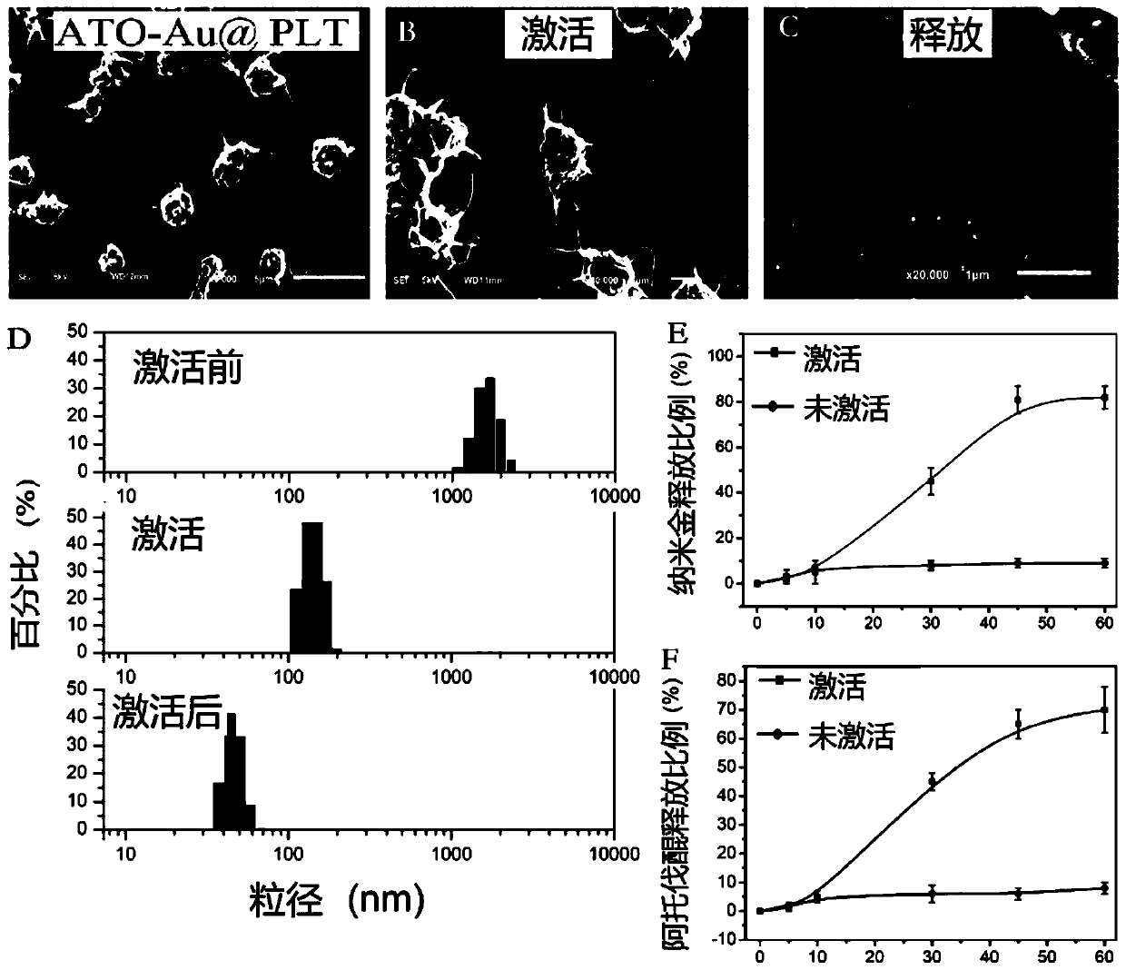 Platelet drug delivery system for targeting tumors and improving radiotherapy sensitivity, and preparation method thereof