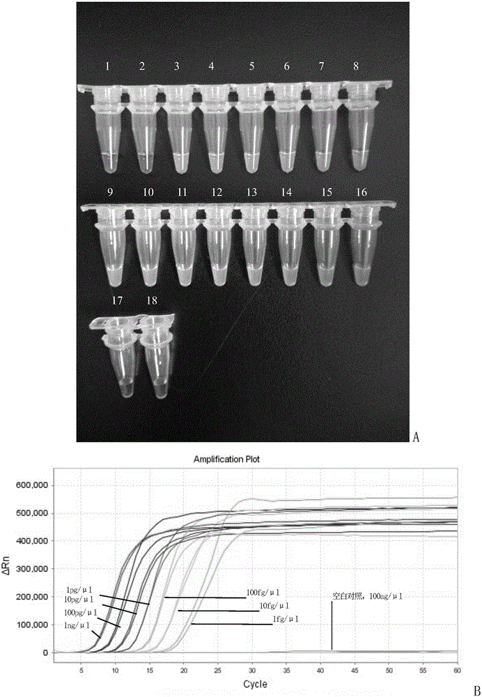 Method for detecting sweet potato leaf curl viruses and special primer set thereof