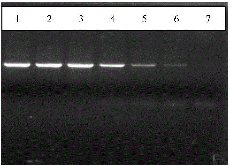 Method for detecting sweet potato leaf curl viruses and special primer set thereof