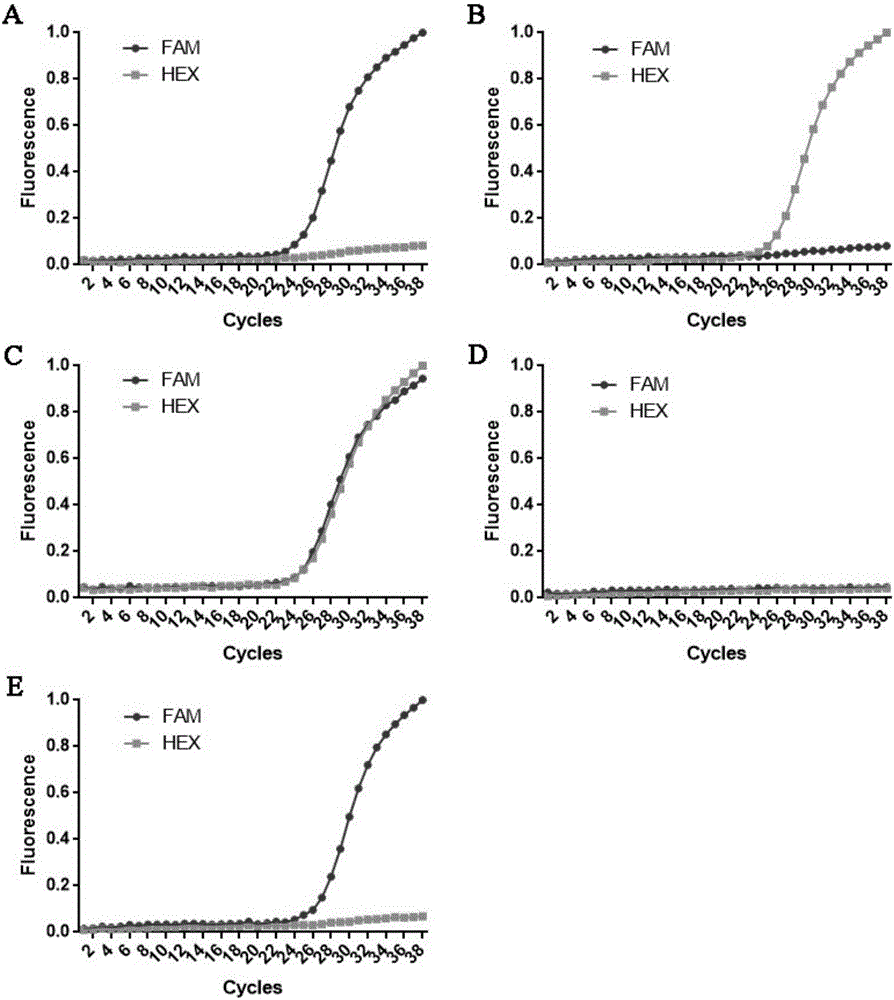 Probe, kit and method thereof for detecting MAPT gene mutation