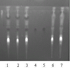 Probiotic fermented traditional Chinese medicine compound composition for treating liver cancer and preparation and detection methods thereof