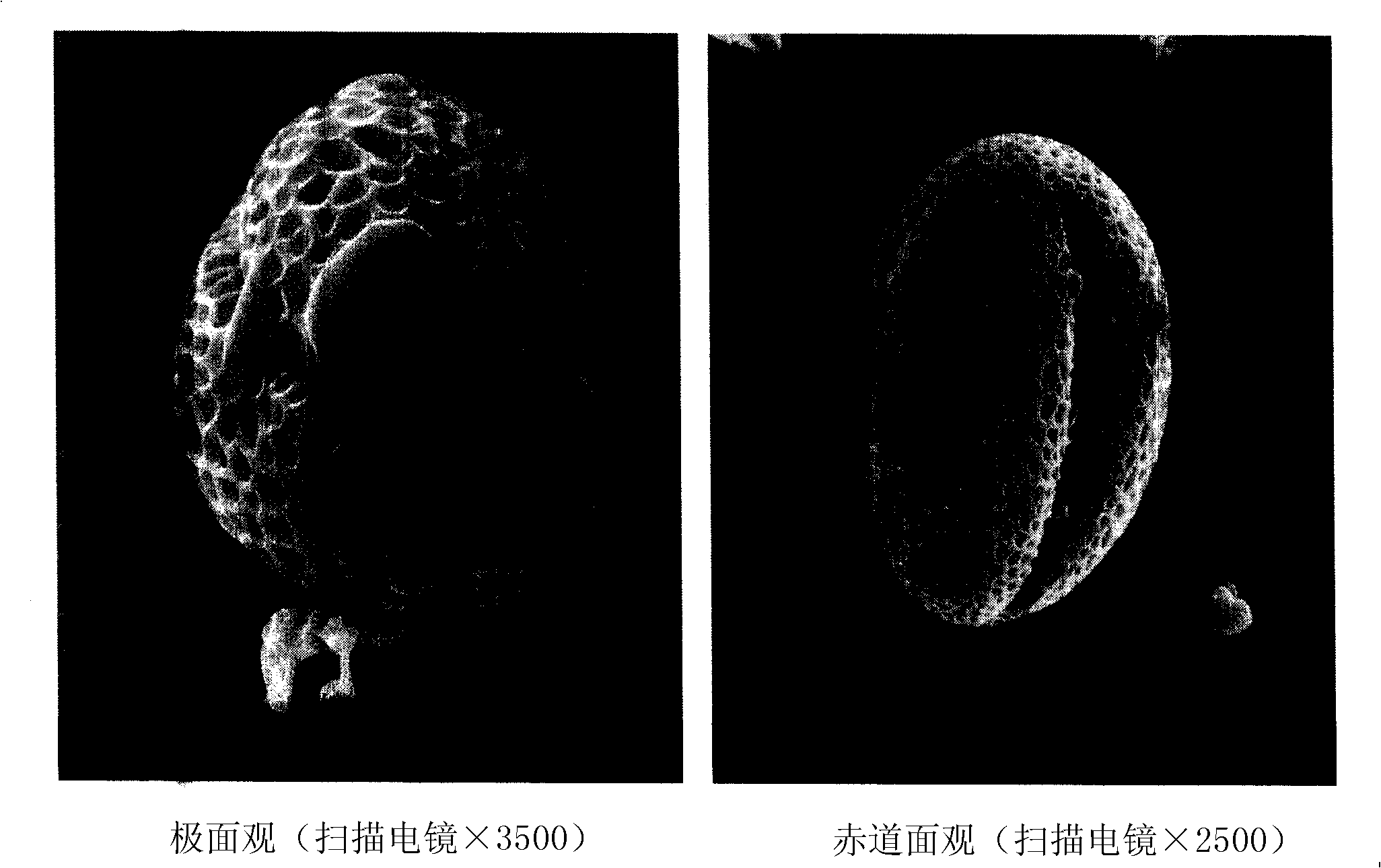 Supercritical carbonic anhydride wall-breaking method for melissa powder