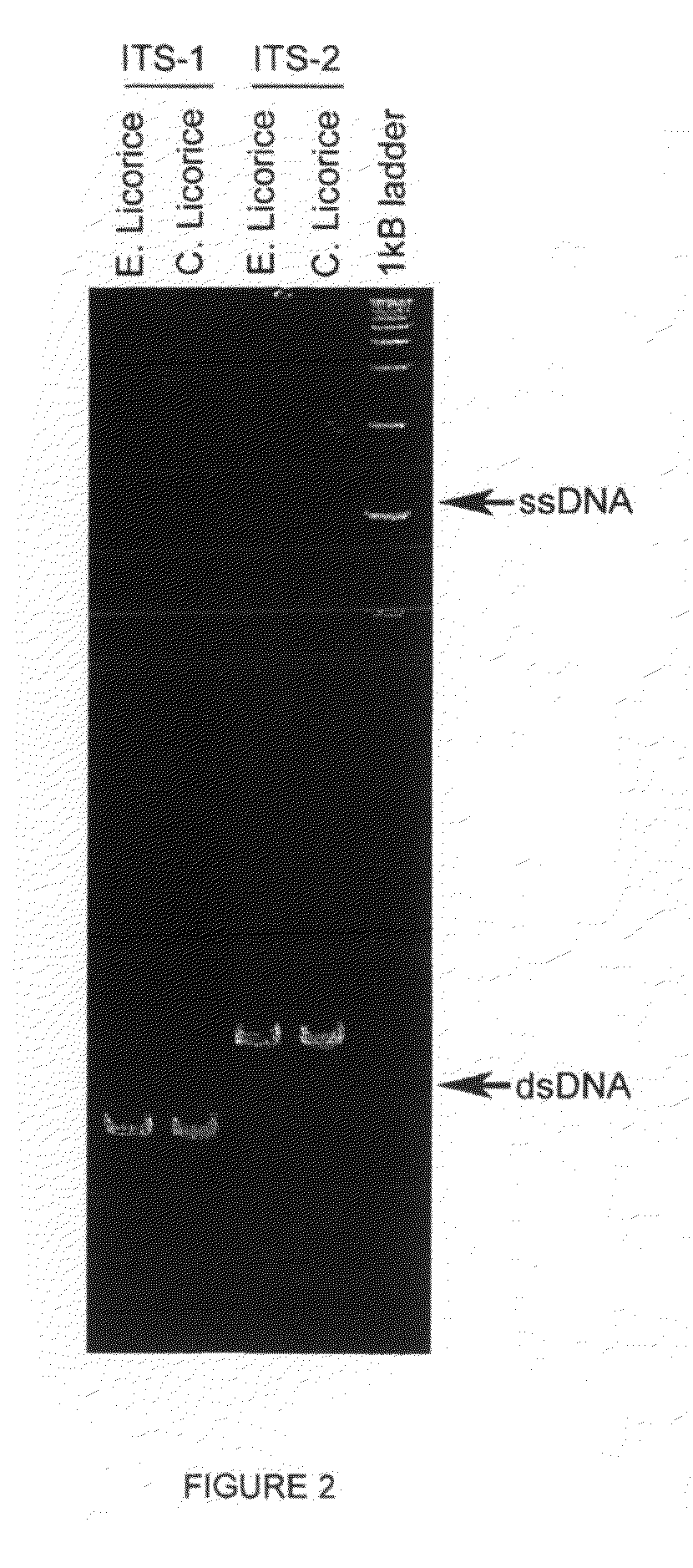 Use of pcr-based techniques to analyze compositions of botanicals