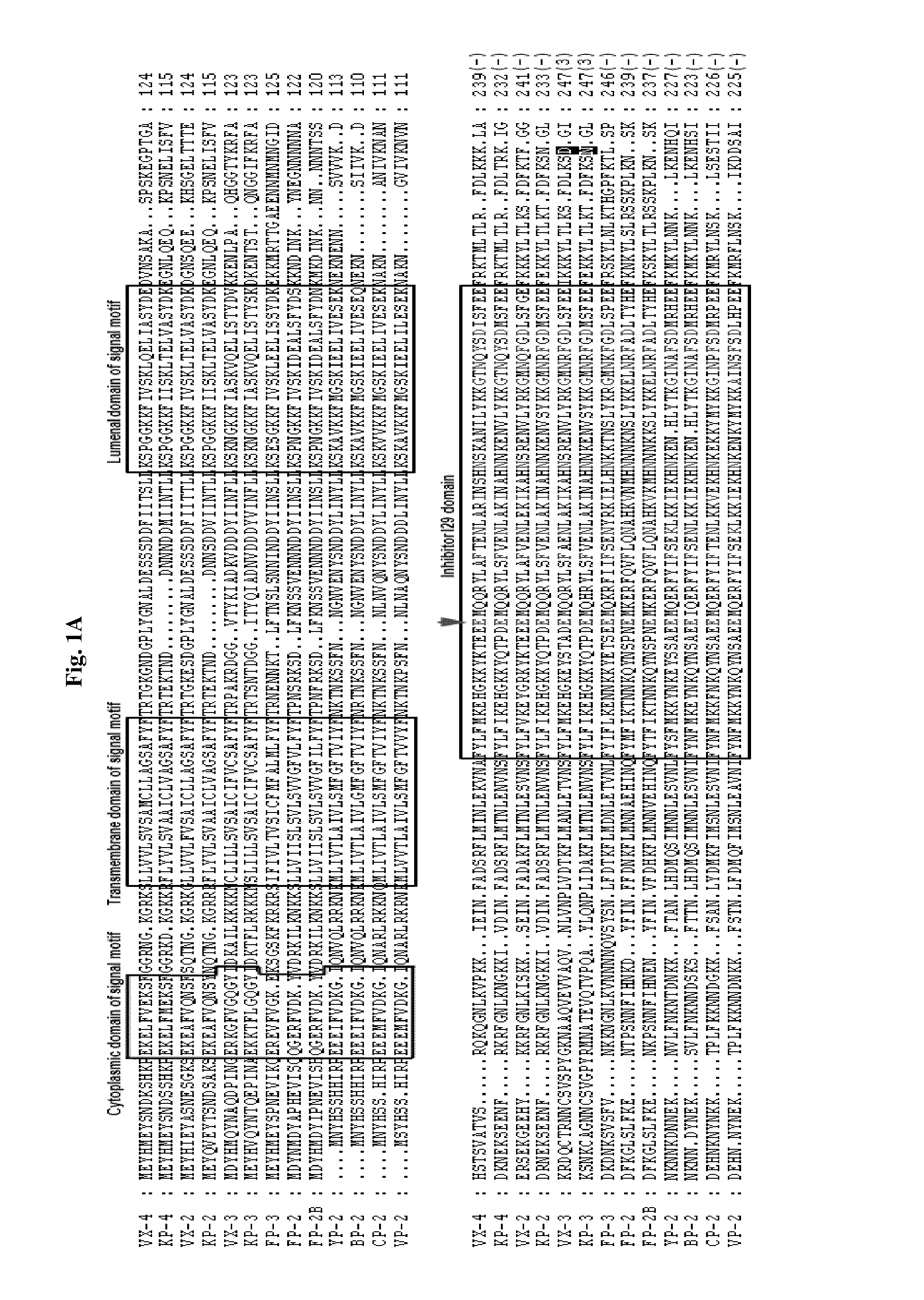 Use of a cysteine protease of Plasmodium vivax