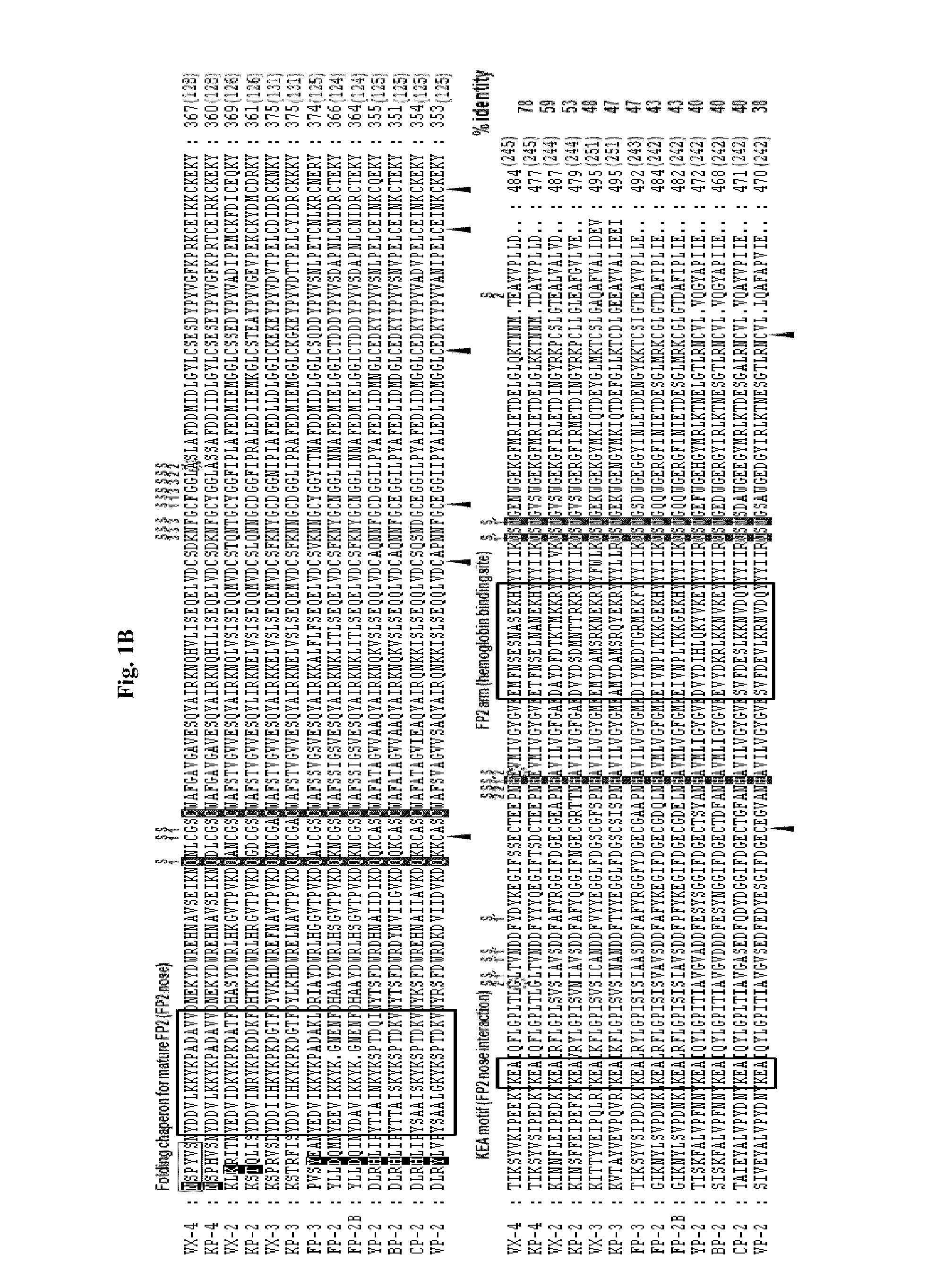 Use of a cysteine protease of Plasmodium vivax