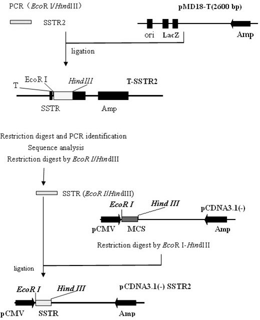 siRNA that inhibits porcine somatostatin receptor 2 gene expression