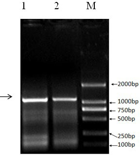 siRNA that inhibits porcine somatostatin receptor 2 gene expression