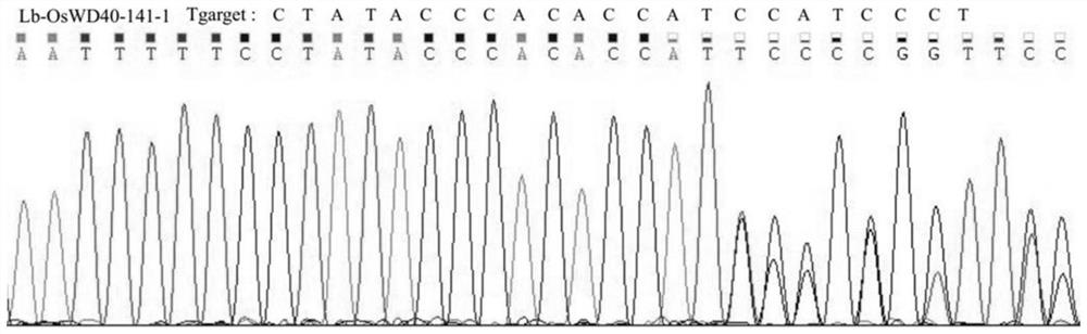 Rice Wd40-enriched repeat protein oswd40-141 and its encoding gene and application