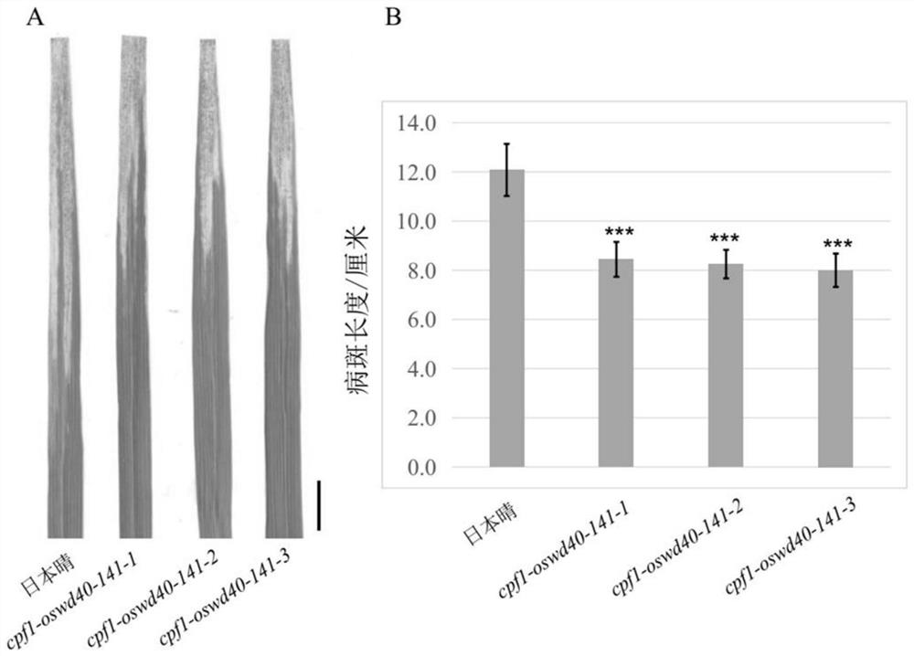 Rice Wd40-enriched repeat protein oswd40-141 and its encoding gene and application