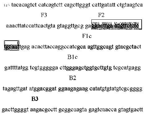 Kit for early diagnosis of cryptococcus infections