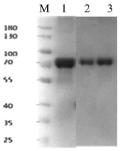 Anti-DNP monoclonal antibody and preparation of hybridoma cell generating monoclonal antibody