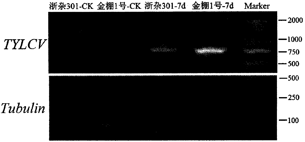 Identification and application of tomato SolyWRKY54 transcription factor in regulating and controlling tomato yellow leaf curl virus