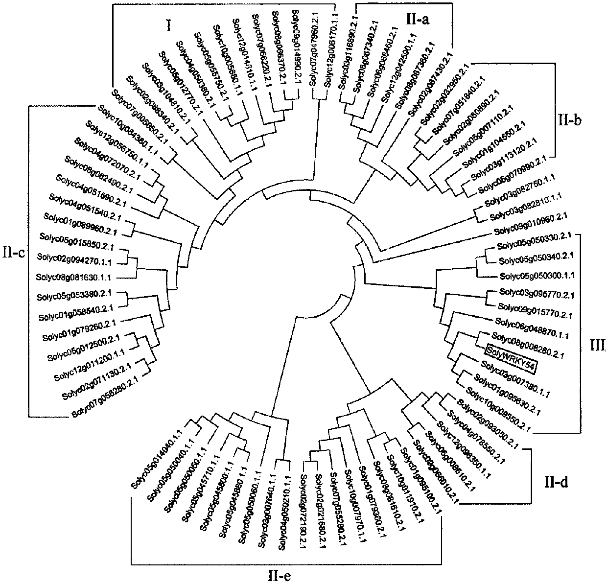 Identification and application of tomato SolyWRKY54 transcription factor in regulating and controlling tomato yellow leaf curl virus